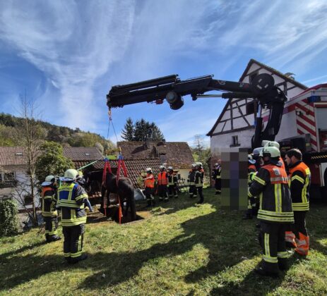 Großtierrettung in Dammbach: Pferd aus Grube befreit