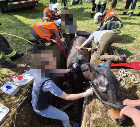 Gro&szlig;tierrettung in Dammbach: Pferd aus Grube befreit