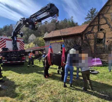 Großtierrettung in Dammbach: Pferd aus Grube befreit