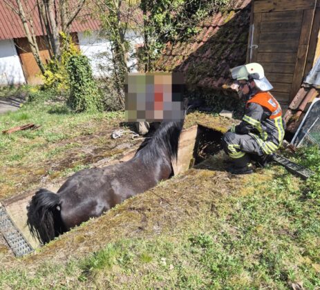 Großtierrettung in Dammbach: Pferd aus Grube befreit