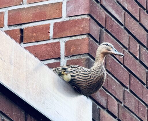 Einsatz der Feuerwehr Dinslaken: Tierische Rettung vom Flachdach