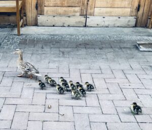Großbrand in Lustadt bei Riwald Recycling: Elektroschrott in Flammen
