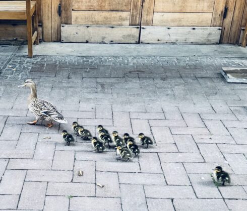 Einsatz der Feuerwehr Dinslaken: Tierische Rettung vom Flachdach