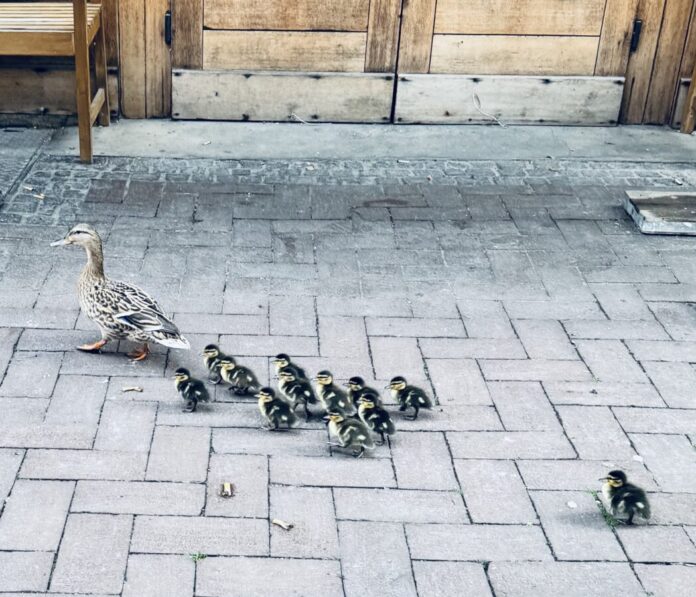 Einsatz der Feuerwehr Dinslaken: Tierische Rettung vom Flachdach