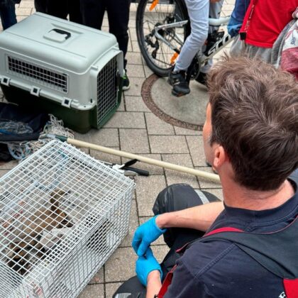 Tierrettung in München: Entenfamilie von Hausdach gerettet