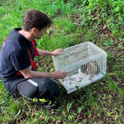 Tierrettung in München: Entenfamilie von Hausdach gerettet