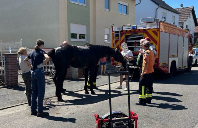 Tierrettung in Klein-Auheim: Feuerwehr hebt Hengst mit Kran aus Keller