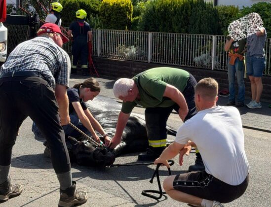 Tierrettung in Klein-Auheim: Feuerwehr hebt Hengst mit Kran aus Keller