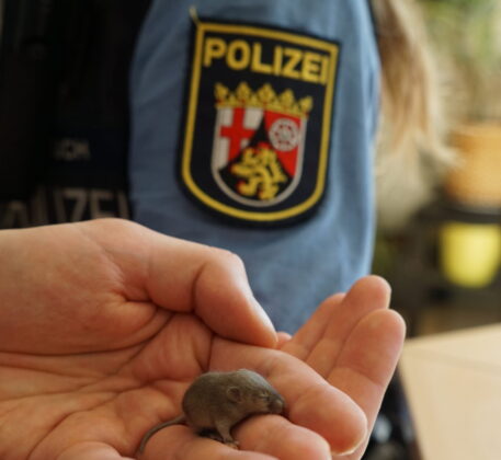 Polizei Mainz rettet einsames Mäusejunges in der Neutorstraße