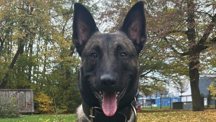 Polizeihund