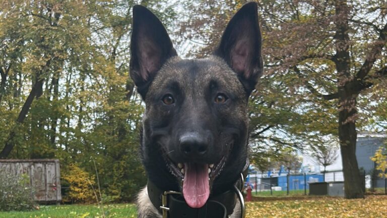 Polizeihund