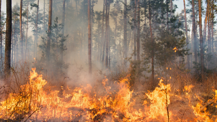 Waldbrand Dürren